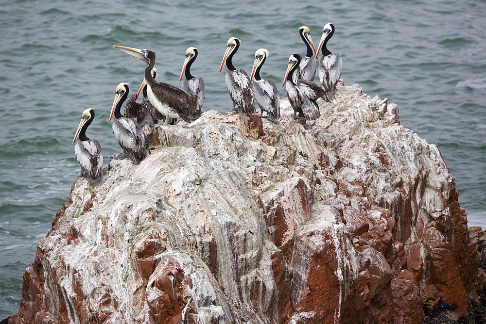 Peruvian Pelicans on rock, Reserve of Paracas Peru 