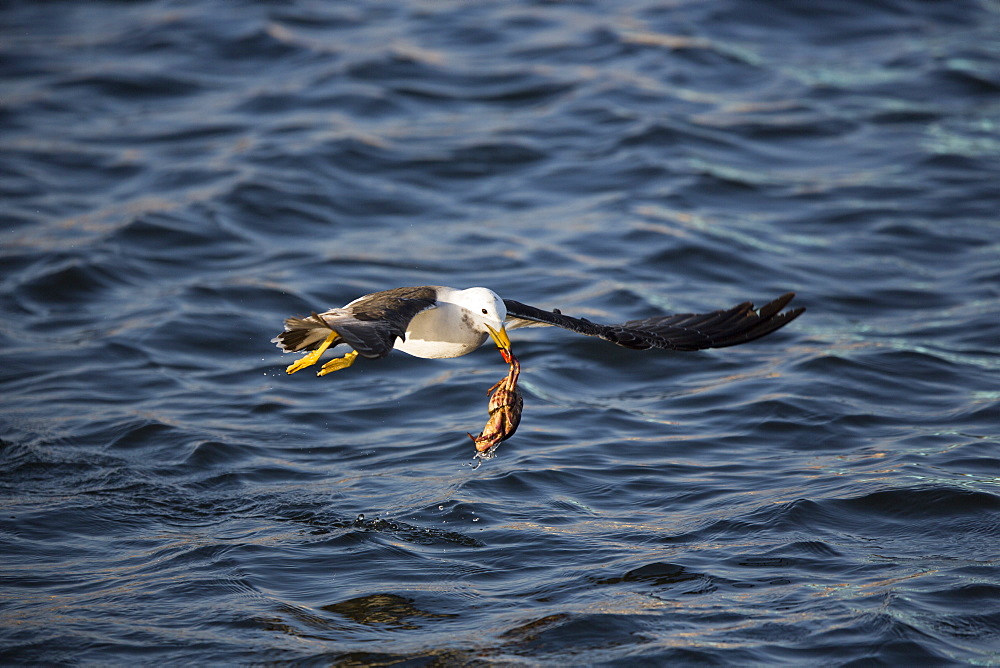 Belcher's gull with crab in its beak, Paracas Peru 