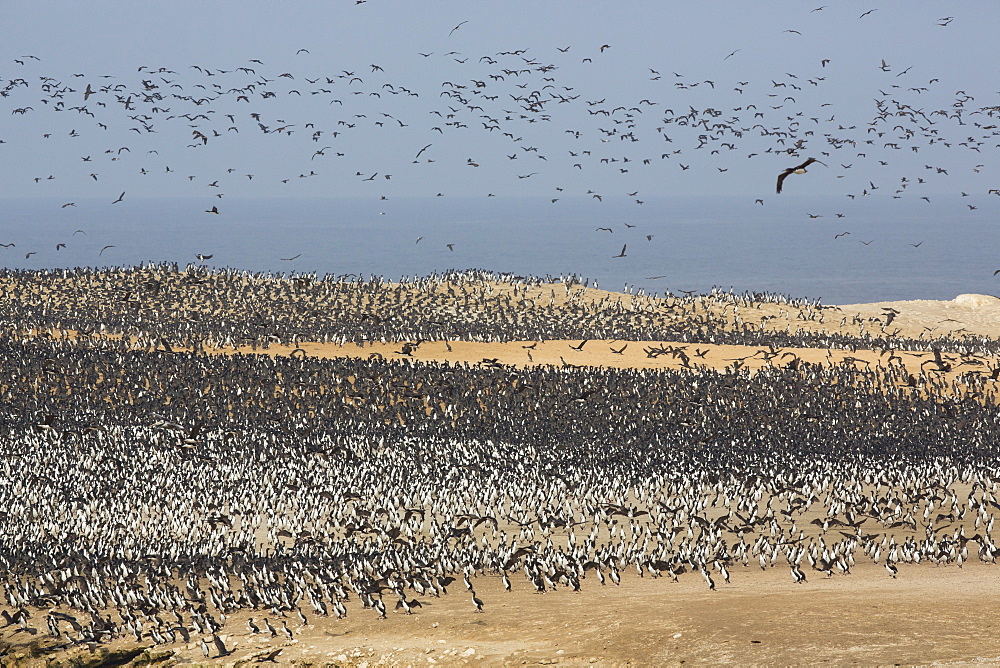 Colony of Guanay Cormorants, Punta San Juan Peru 