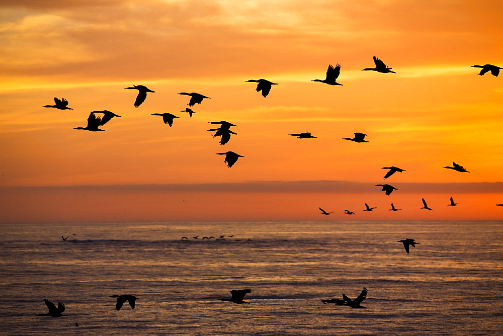 Guanay cormorants in flight , Punta San Juan Peru 