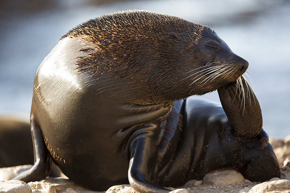 Southern Fur Seal, Punta San Juan Peru 