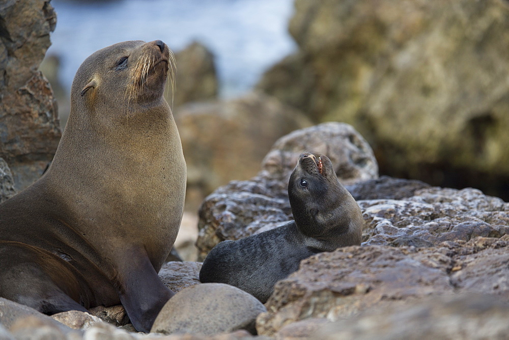 Southern Fur Seal and young, Punta San Juan Peru 