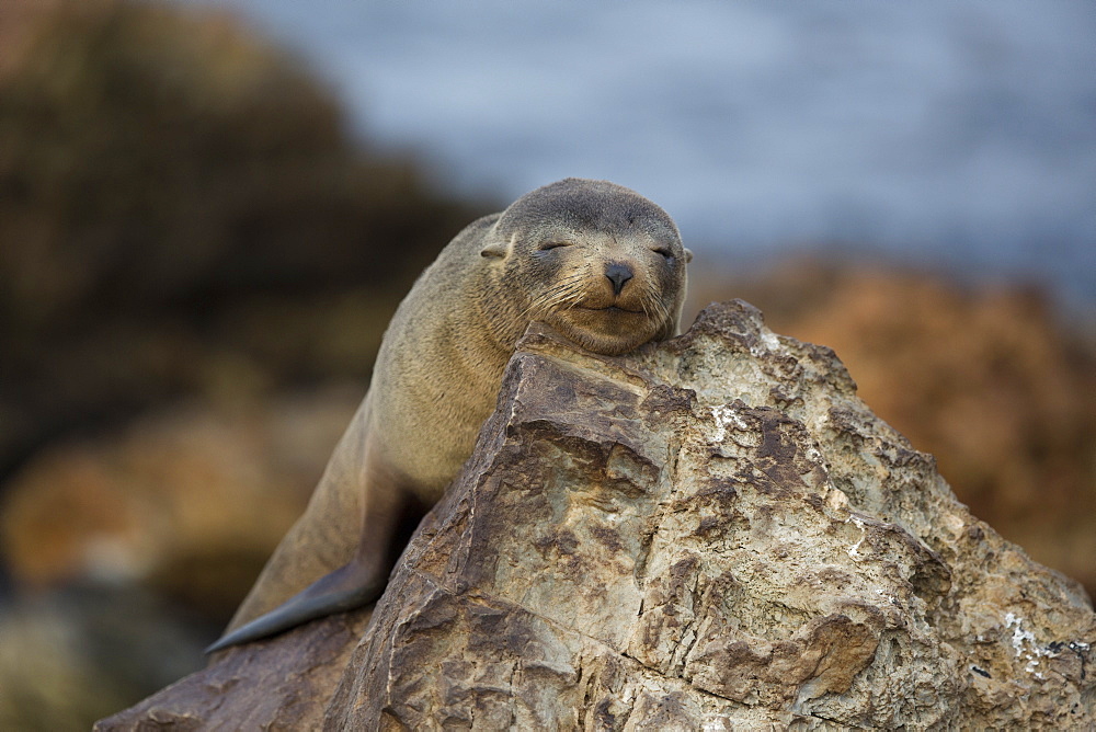 Southern Fur Seal at rest, Punta San Juan Peru 