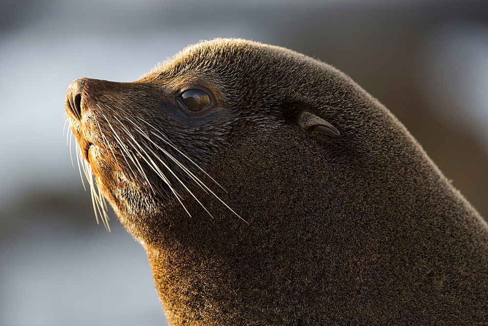 Portrait of Southern Fur Seal, Punta San Juan Peru 