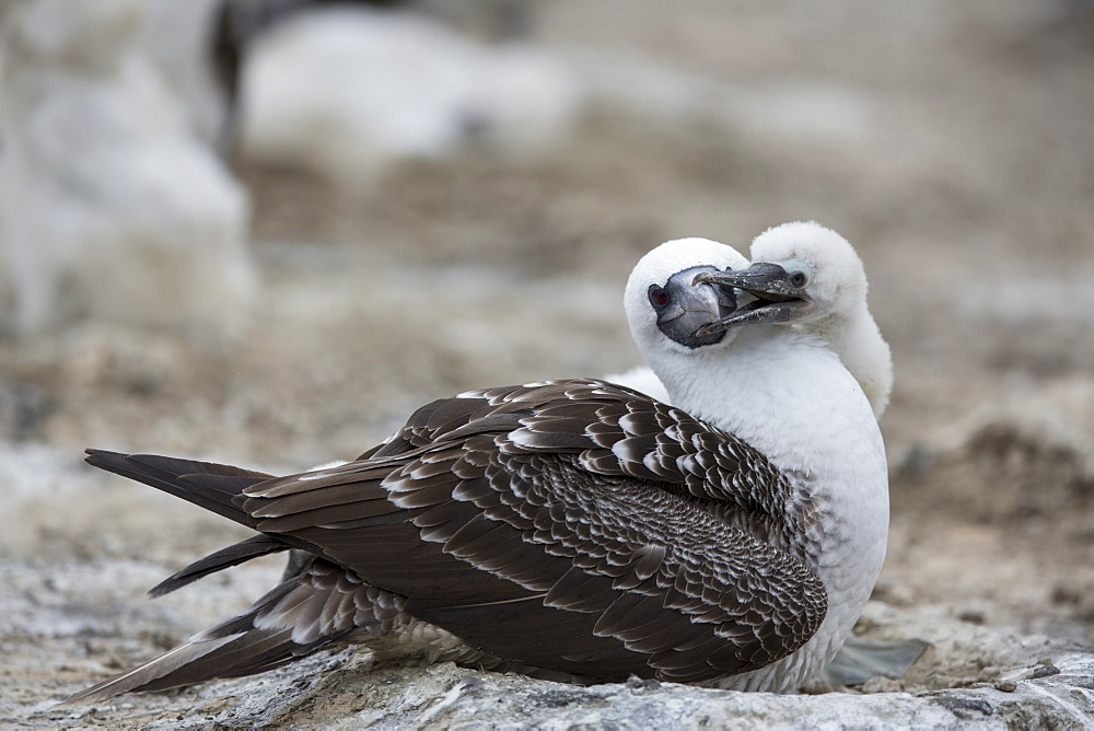 Peruvian booby and chick, Pescadores guano island Peru