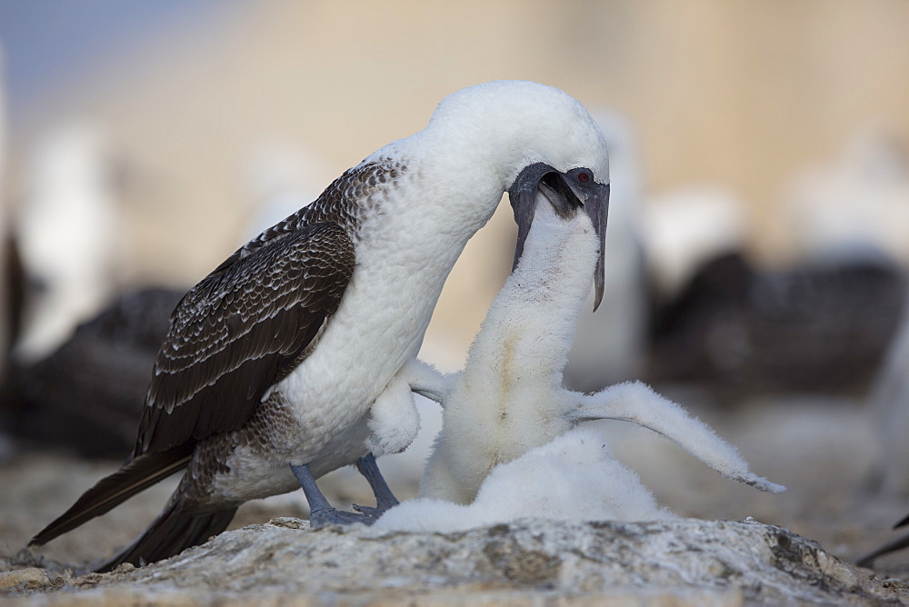 Peruvian booby feeding chick, Pescadores guano island Peru