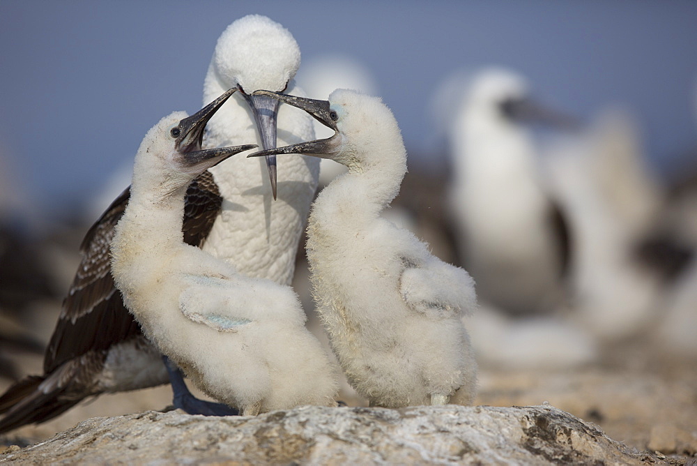 Peruvian booby and chicks -Pescadores guano island Peru