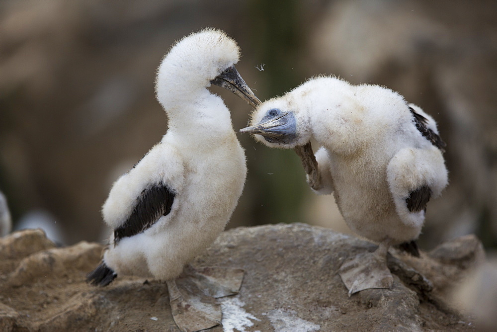 Peruvian booby chicks, Pescadores guano island Peru