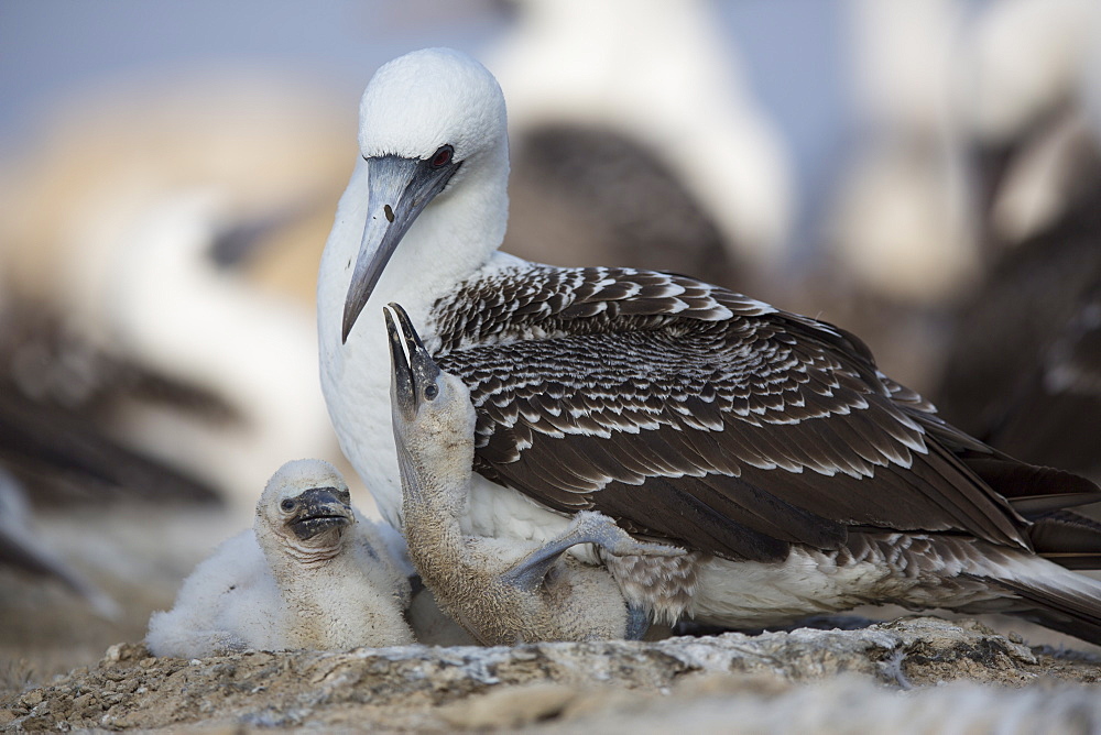 Peruvian booby and chicks, Pescadores guano island Peru