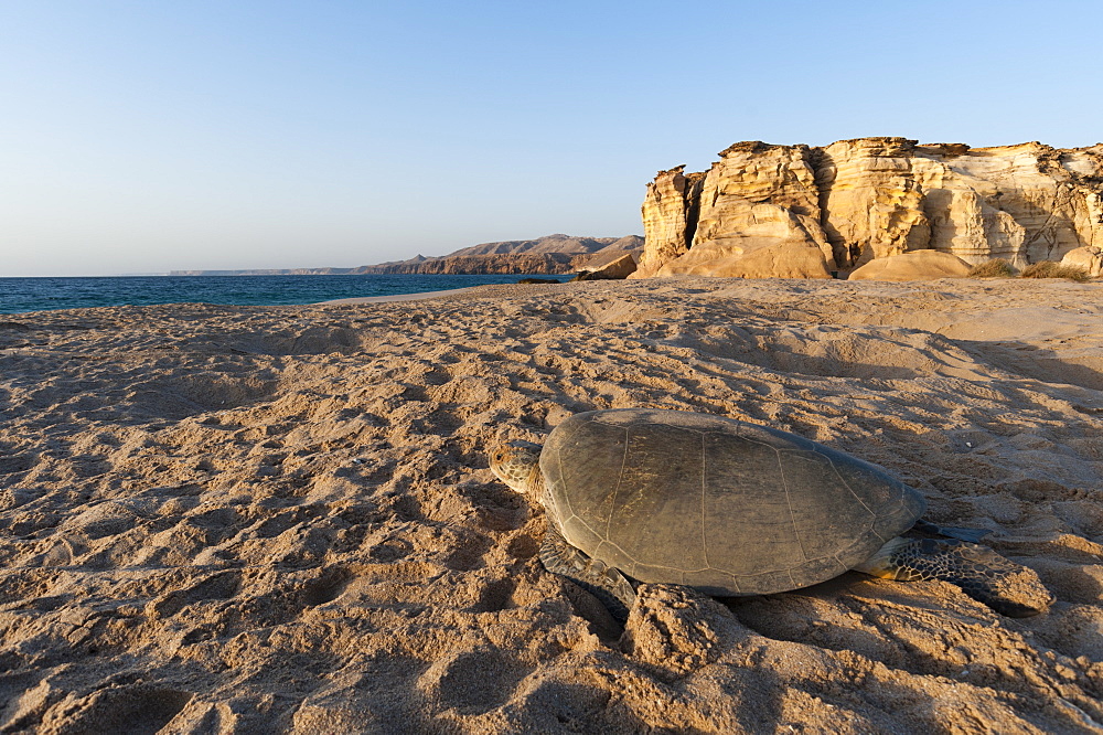 Green see turtle on a beach, Oman