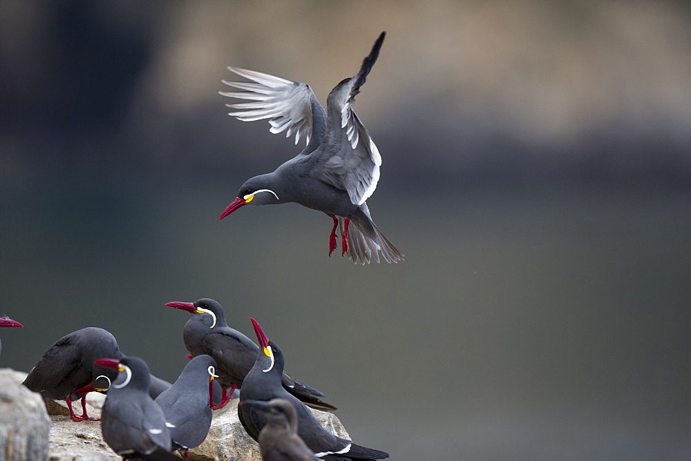 Inca terns on rock, Pescadores guano island  Peru