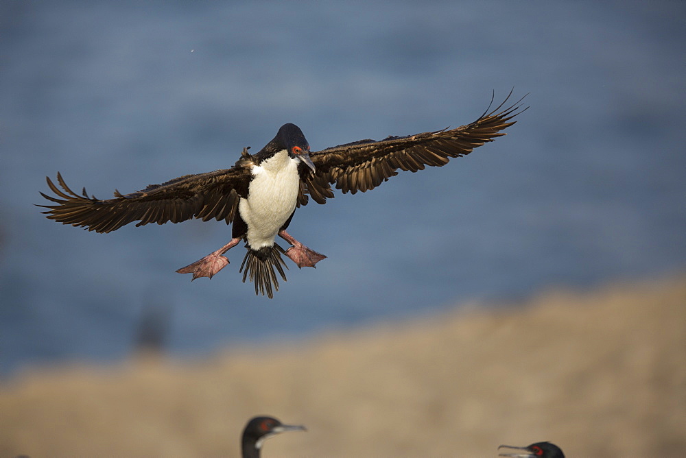 Guanay Cormorant in flight, Pescadores guano island  Peru