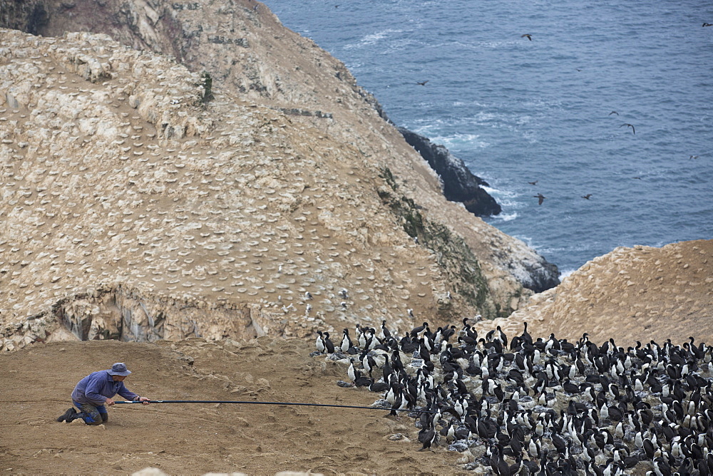 Guanay Cormorant colony, Pescadores guano island  Peru