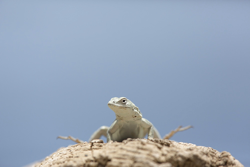 Tiger pacific lizard, San Fernandino Nazca Desert Peru