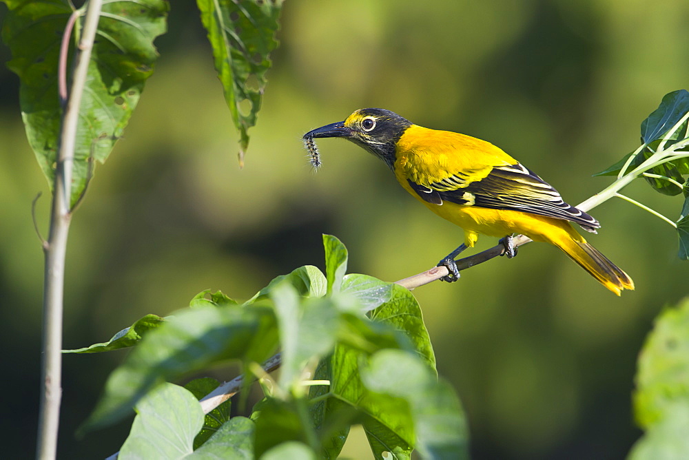 Black-hooded oriole with caterpillar, Royal Bardia NP Nepal