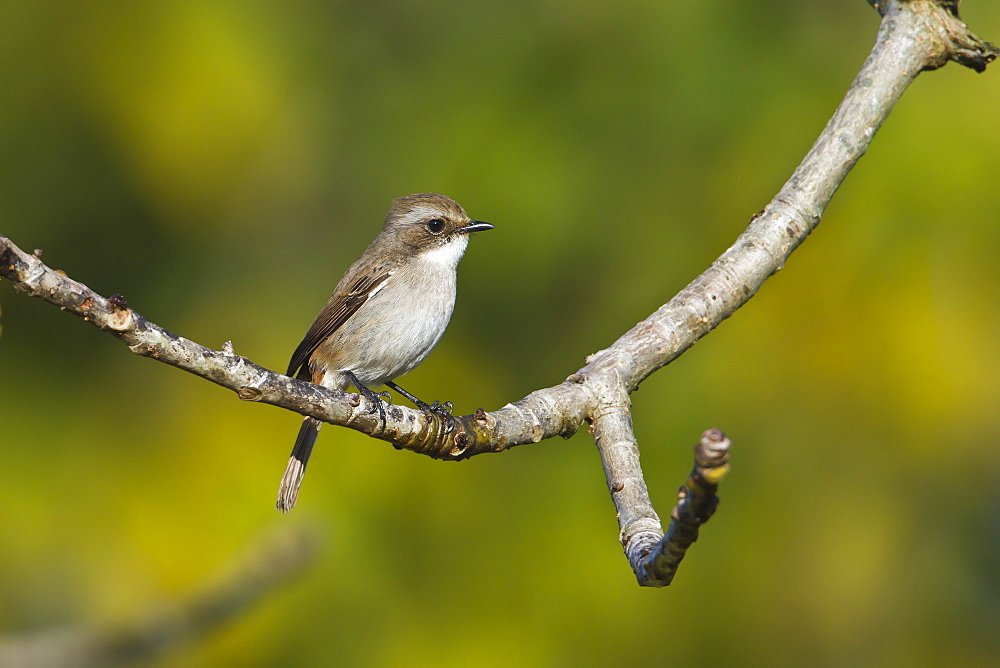 Grey bushchat female on a branch, Royal Bardia NP Nepal