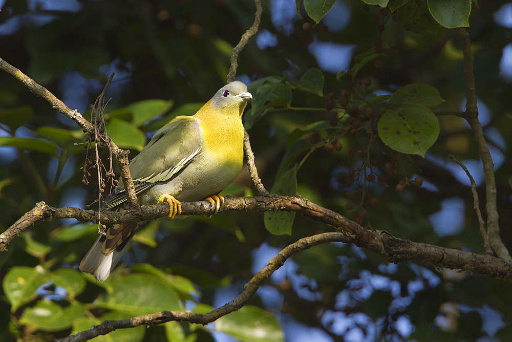 Yellow-footed green pigeon on branch, Royal Bardia NP Nepal