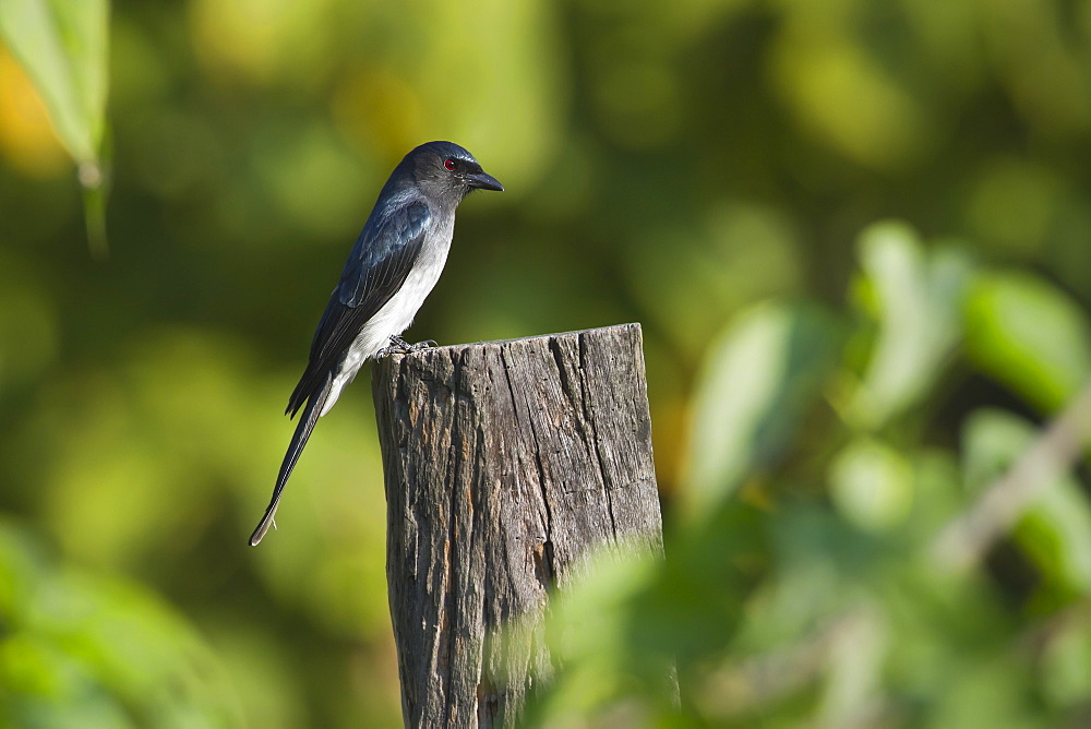 White-bellied drongo, Royal Bardia NP Nepal