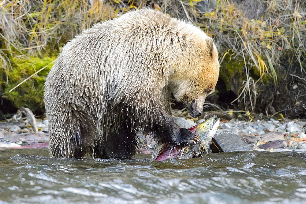 Young grizzly bear eating a sockeye salmon in Canada