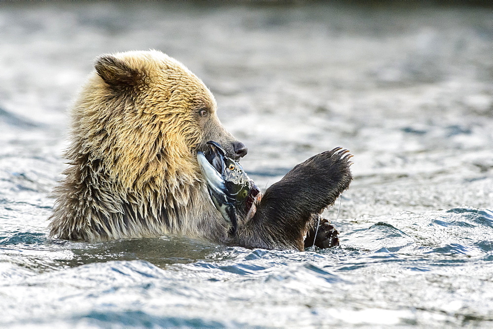 Young grizzly bear cub eating a sockeye salmon in Canada