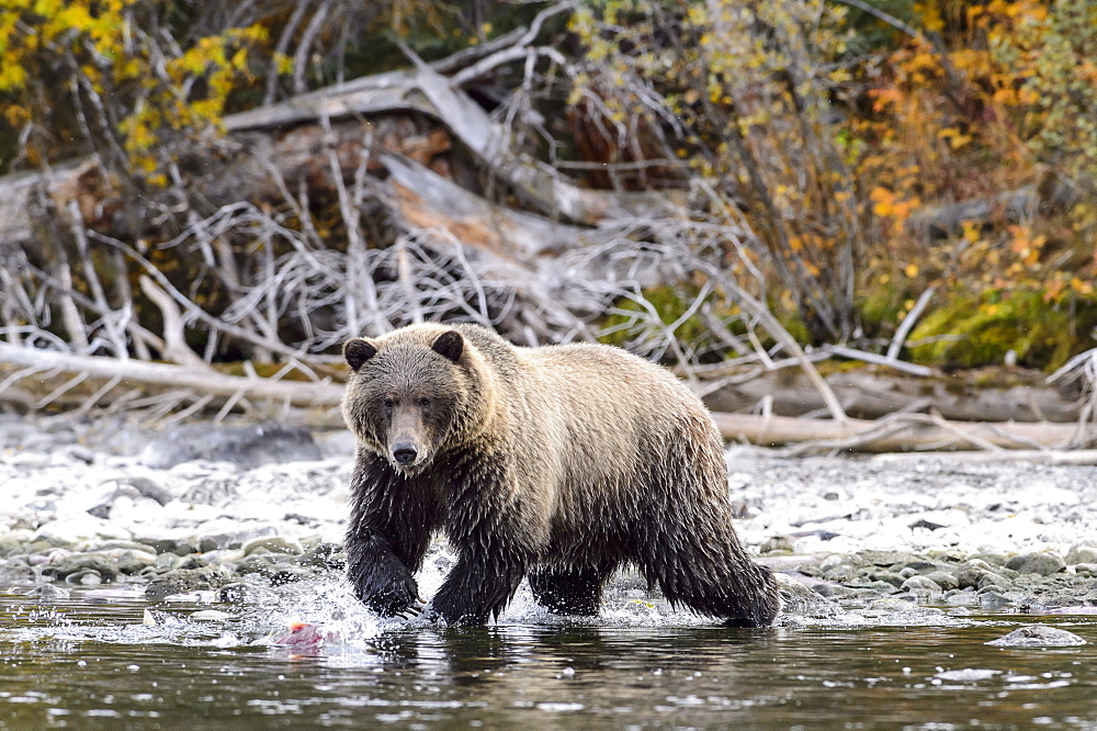 Male grizzly bear fishing a sockeye salmon in Canada