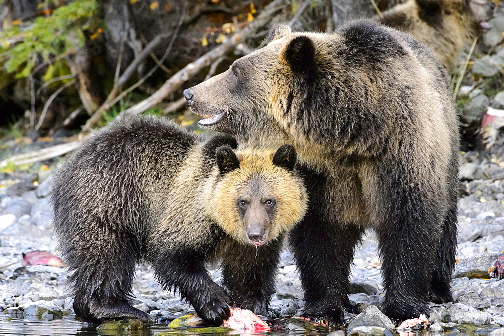 Female grizzly bear and her cub eating a salmon in Canada