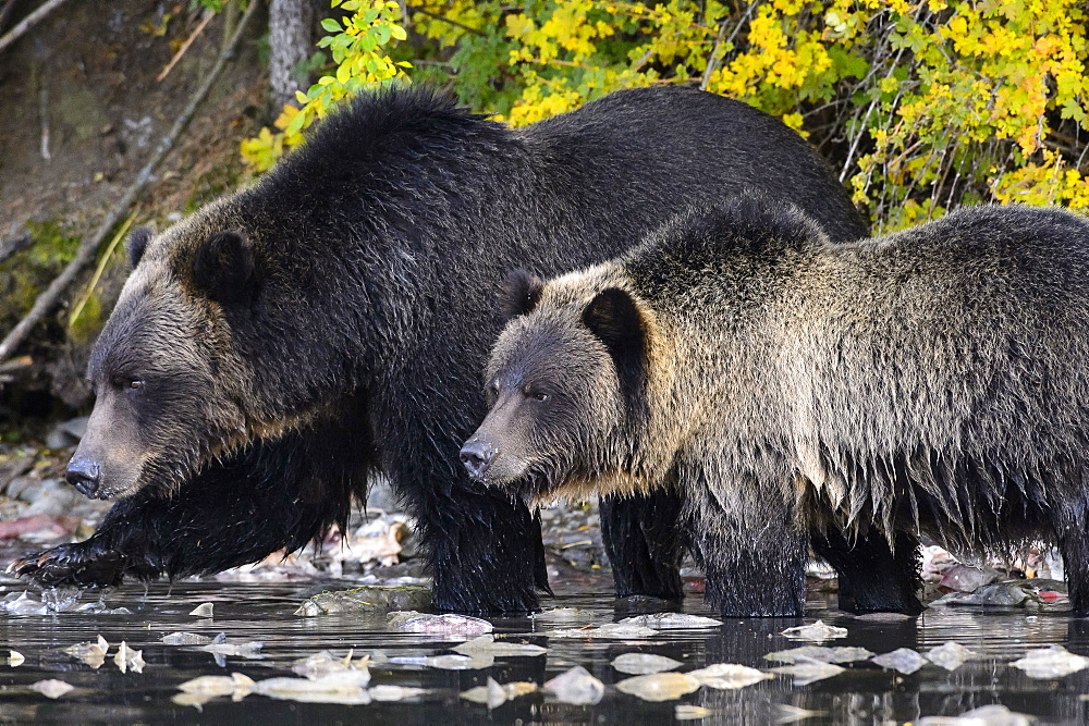 Grizzly bear cub with her mom nest to a river in Canada