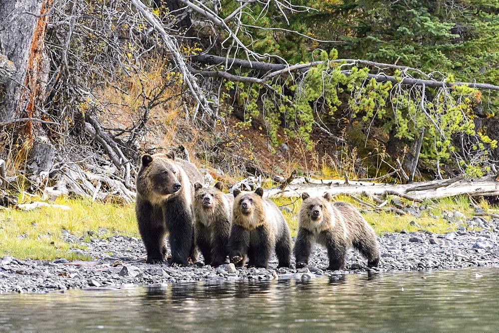 Grizzly bear cubs and their mother walking in Canada