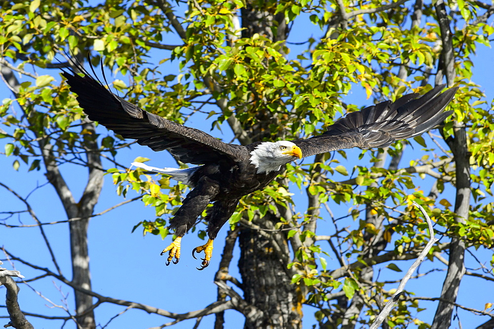 Bald eagle flying away from a branch in Canada