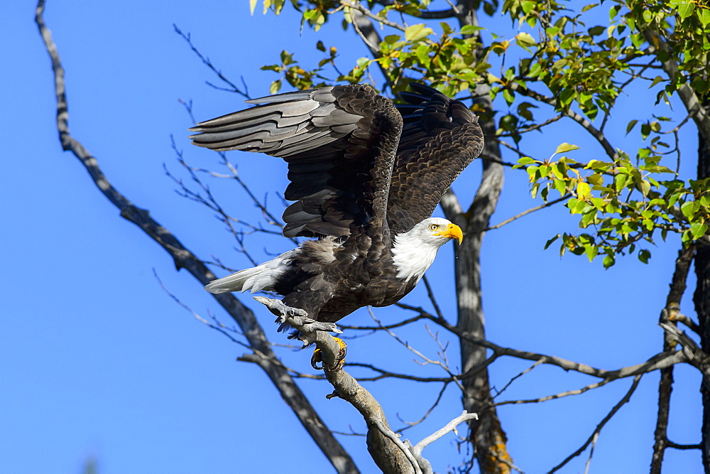 Bald eagle flying away from a branch in Canada