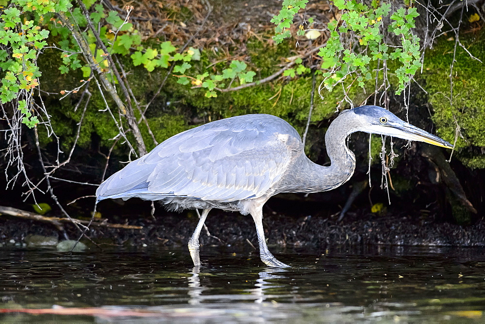 Great blue heron fishing a little fish in Canada