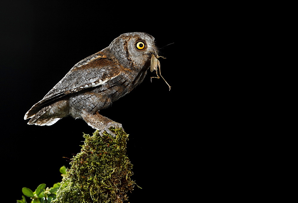 Eurasian Scops Owl perched with prey, Spain