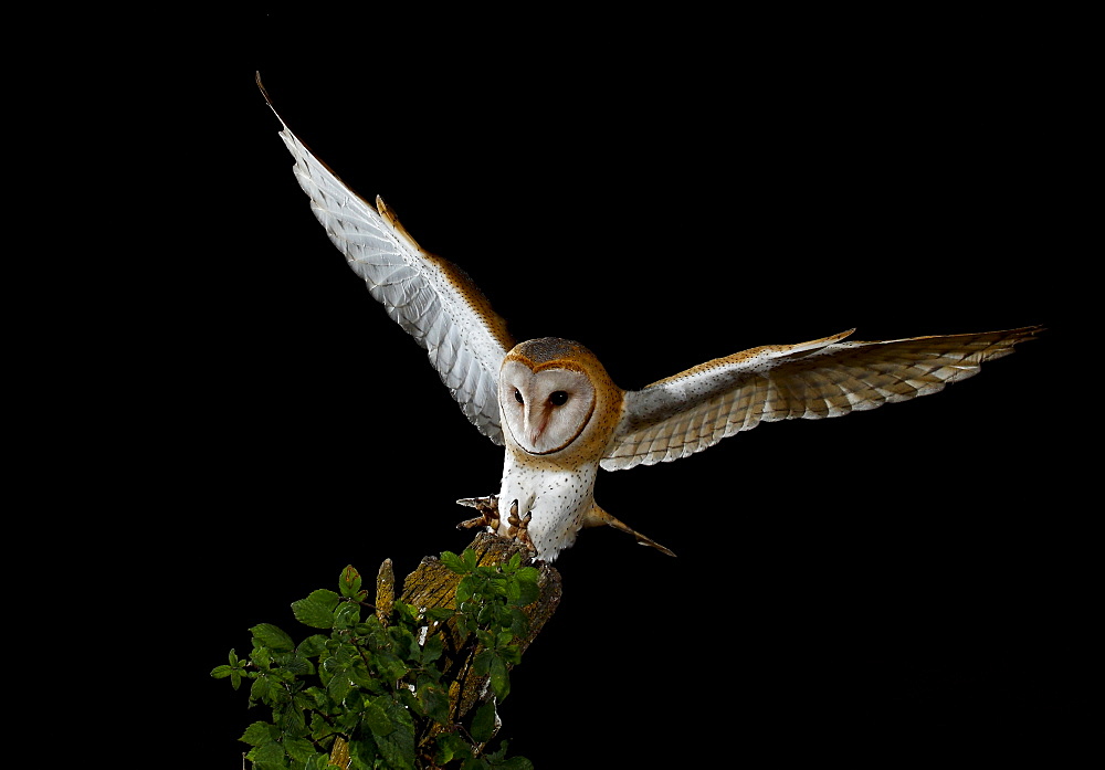 Barn owl coming toon a branch at night, Spain