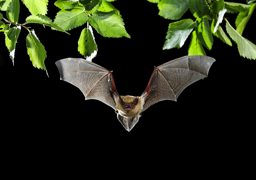 Serotine Bat flying at night, Spain