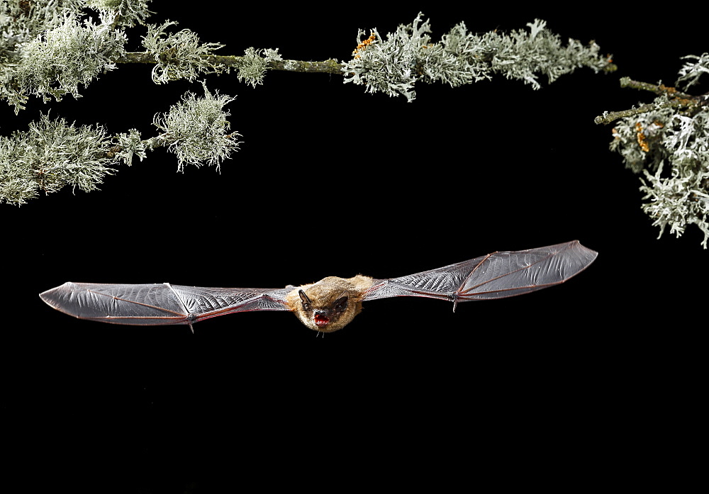 Serotine Bat flying at night, Spain