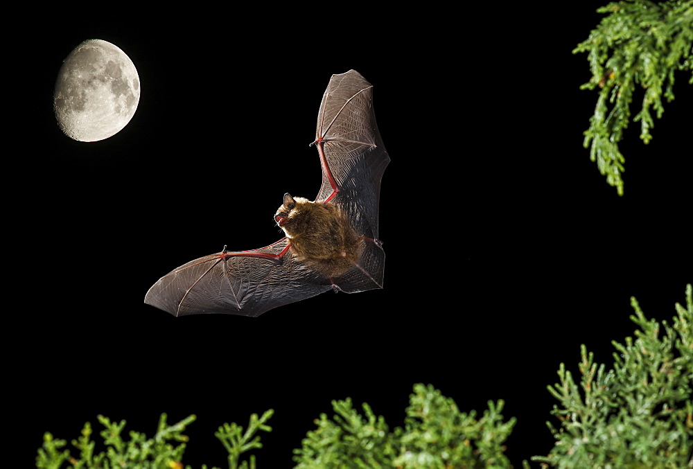 Serotine Bat flying at night and moon, Spain