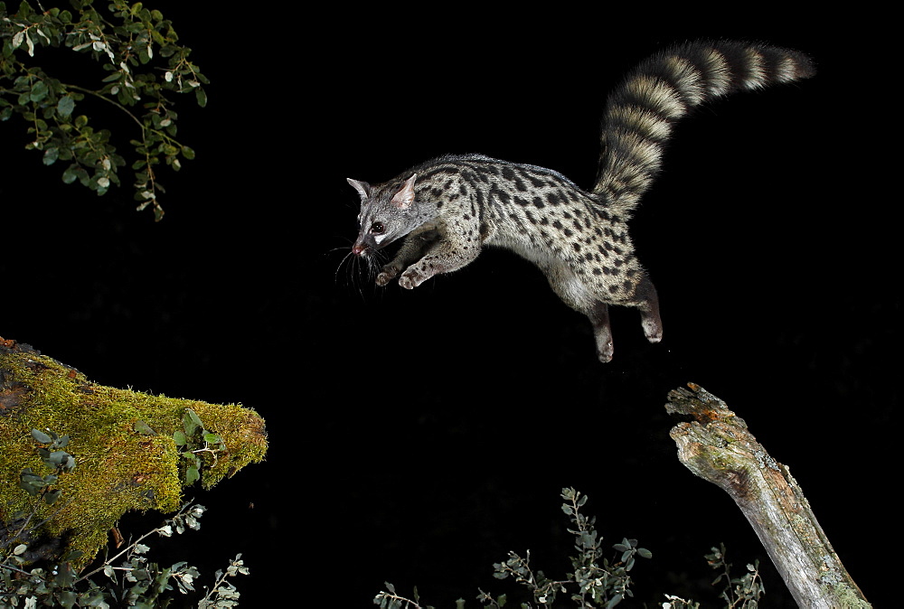 Common genet jumping at night, Spain