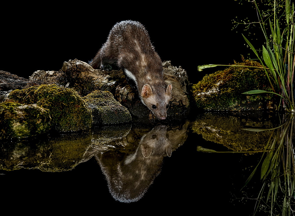 Beech Marten on bank at night and its reflection, Spain