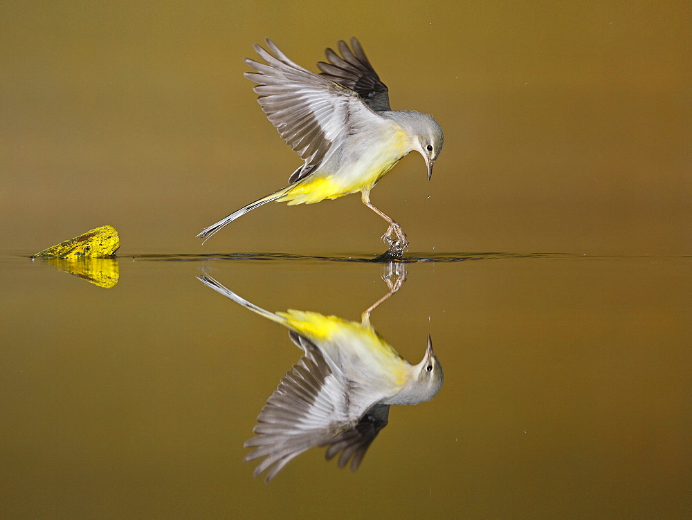 Grey Wagtail flying and its reflection, Spain