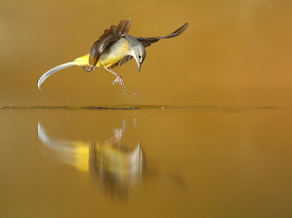 Grey Wagtail flying and its reflection, Spain