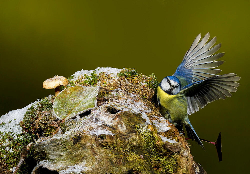 Eurasian Blue Tit on a branch, Spain