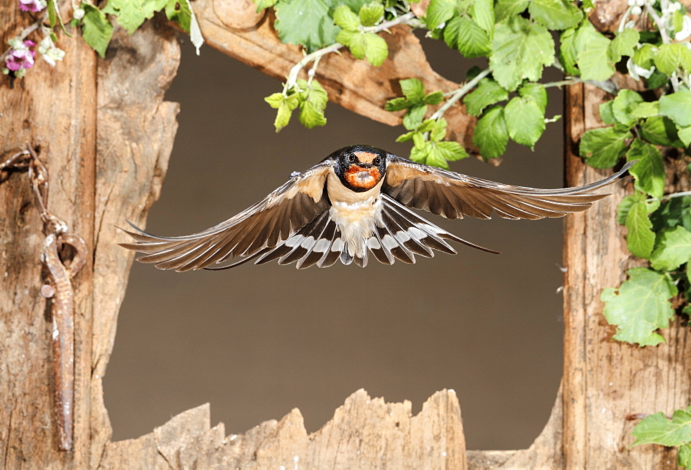 Barn Swallow flying through a window, Spain