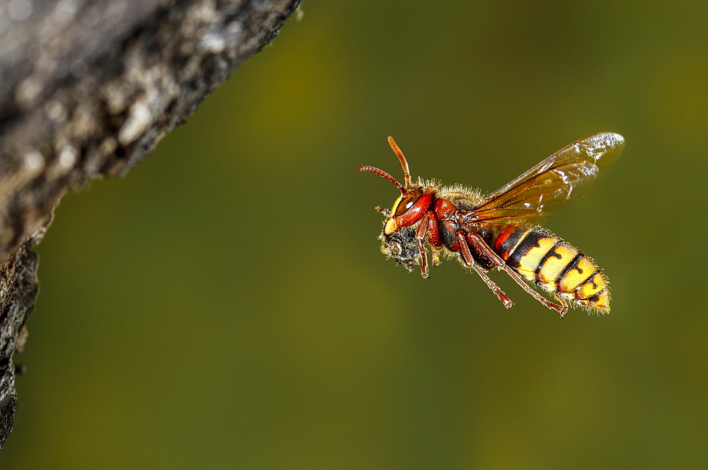 European hornet flying with prey, Spain