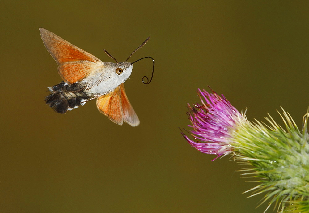 Hummingbird hawk-moth in flight, Spain