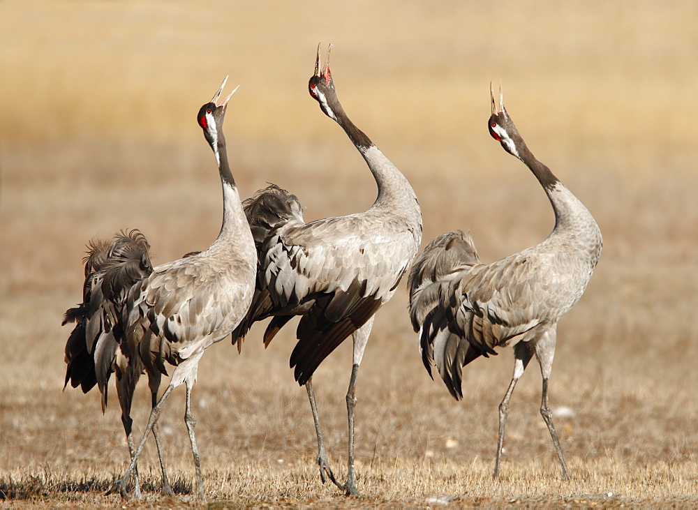 Common Cranes singing, Spain