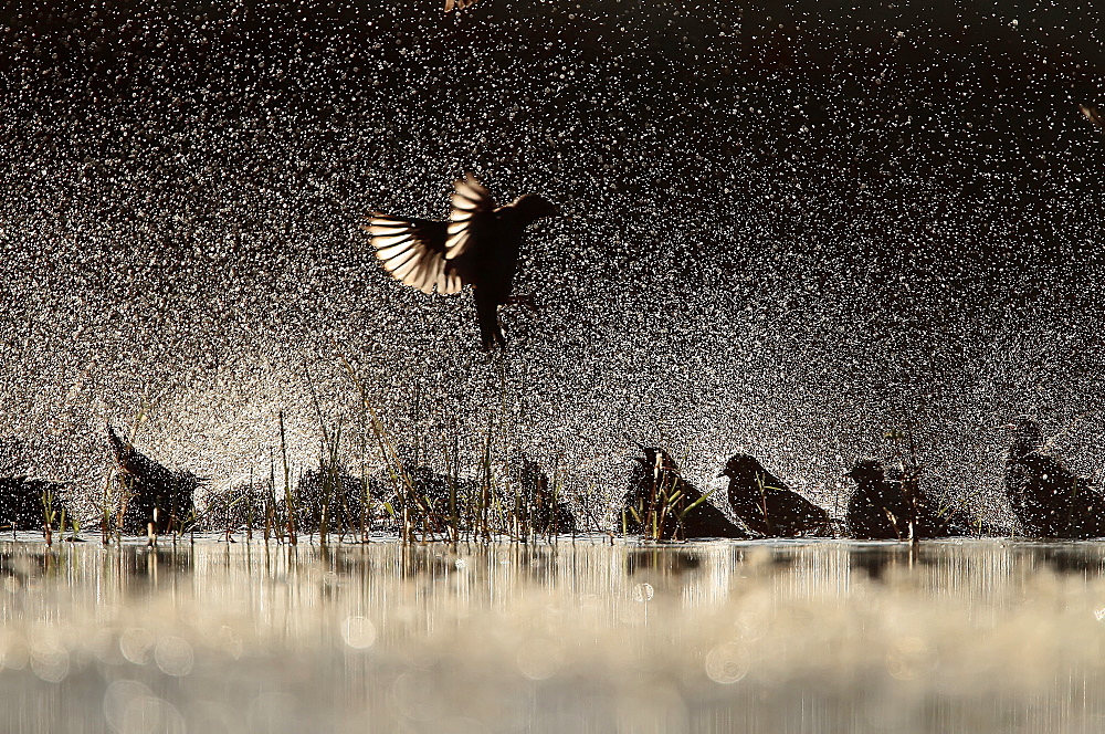 Spotless Starling group flying and bathing backlig, Spain
