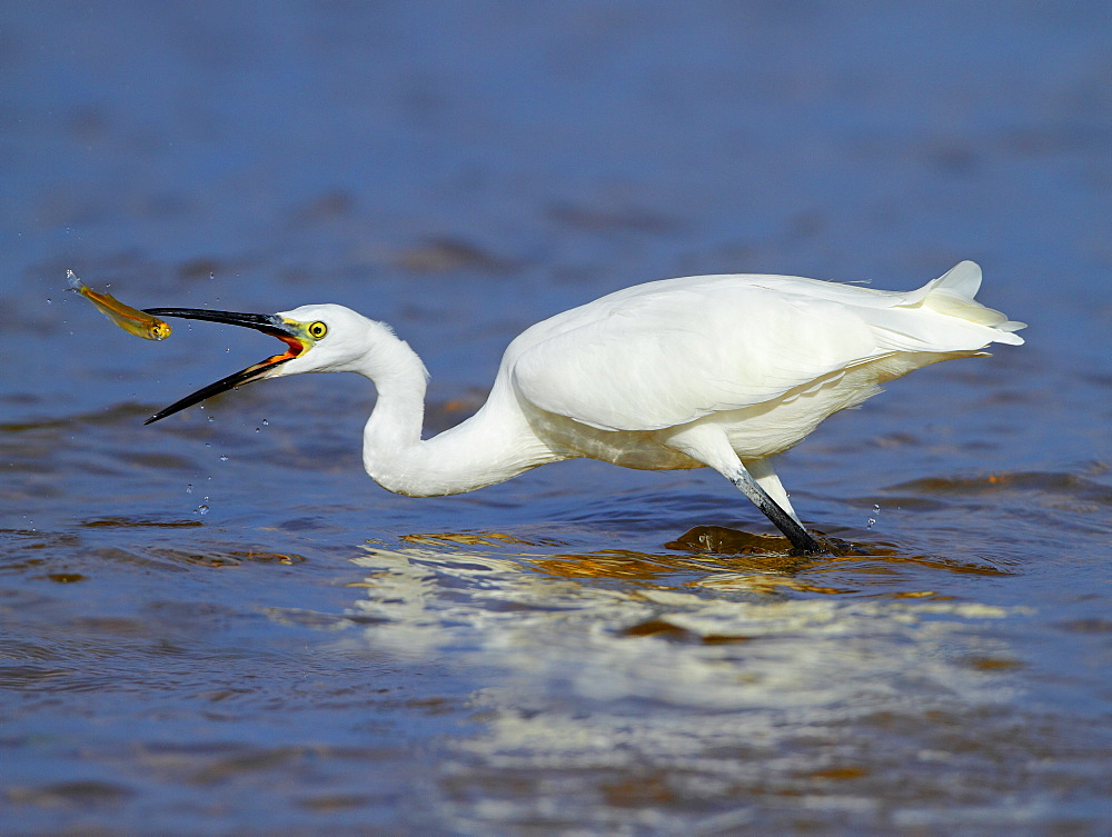 Little Egret fishing in water, Spain