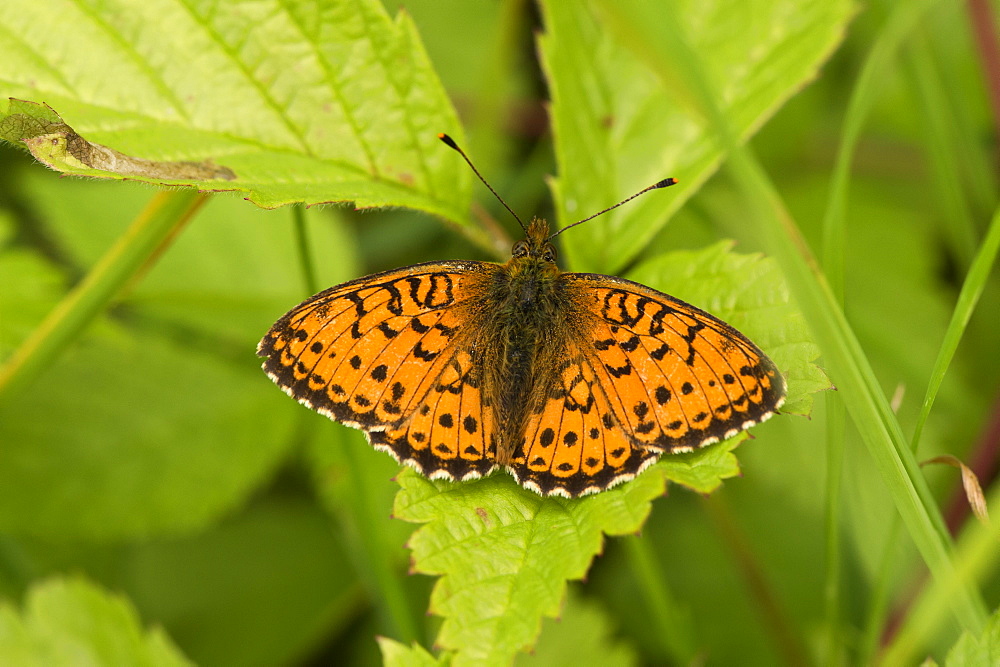 Lesser Marbled Fritillary on leaf, Denmark