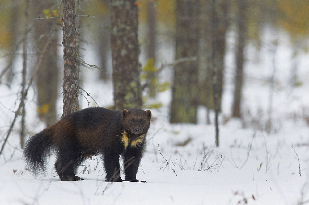 Wolverine standing on snow in woodland wetlands, Finland