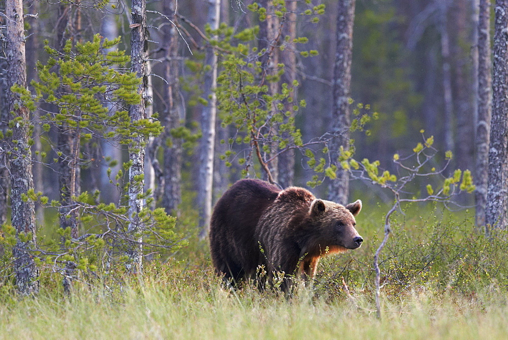 Brown Bear out of forest, Finland